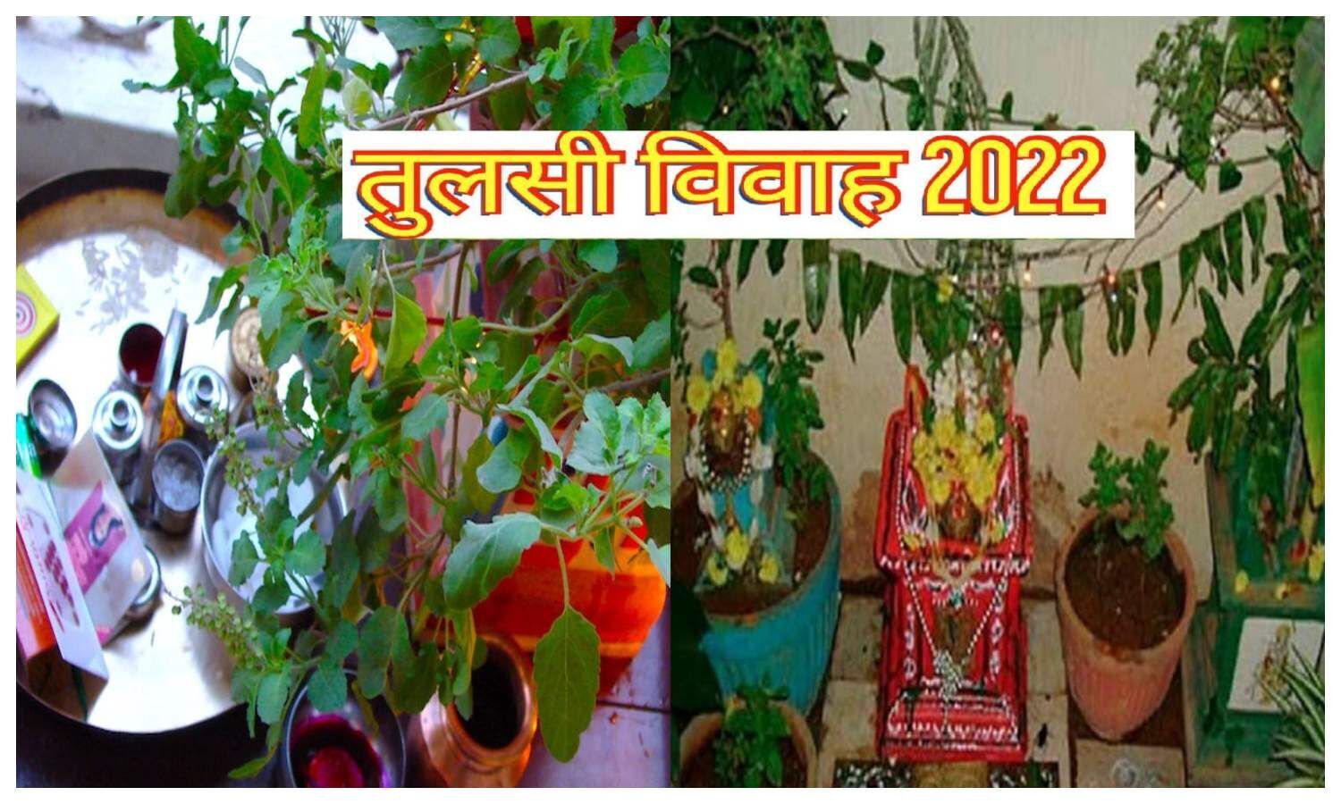 Tulsi Vivah 2022 Date Time Shubh Muhurat Tulsi Vivaah Pujan Samagri Ans ...