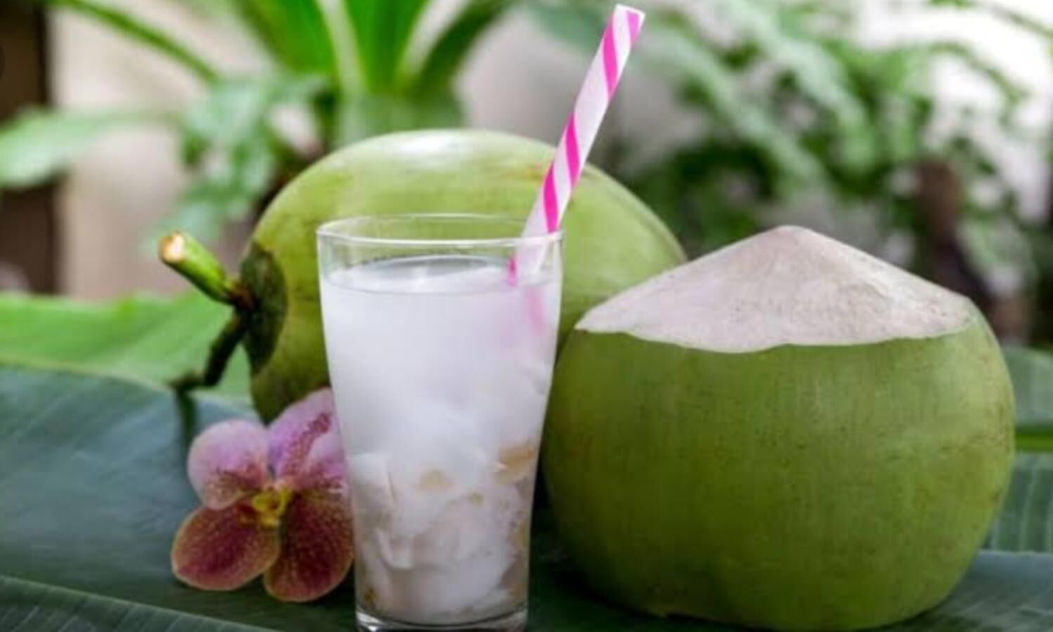 Coconut water side effects 5 harmful effects of coconut water for